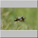 Libellula depressa - Plattbauch 01.jpg